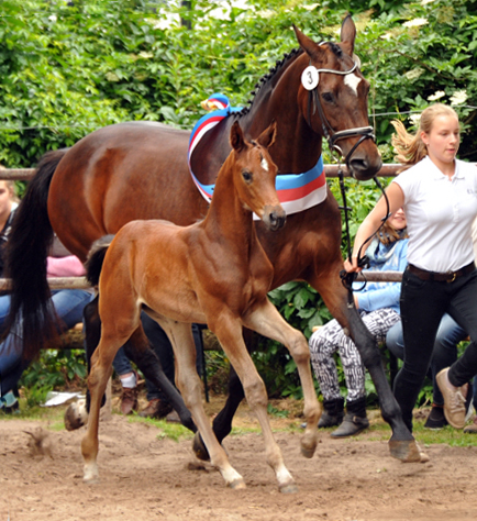 Trakehner Hengstfohlen von Saint Cyr u.d. Hanna v. Summertime u.d. Elitestute Helena v. Matador