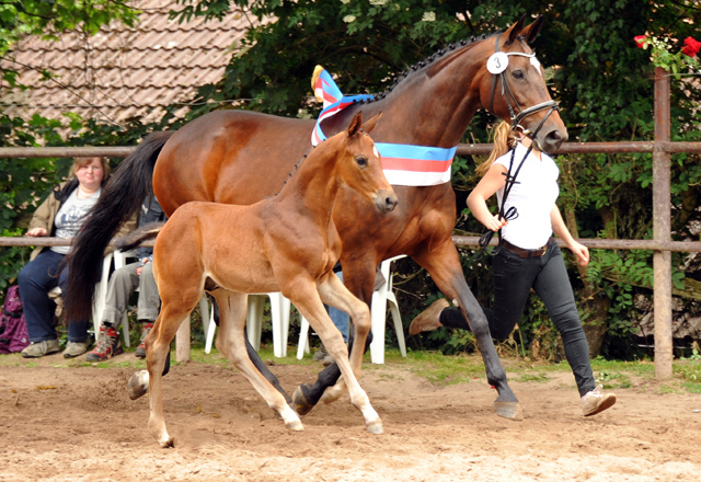 Trakehner Hengstfohlen von Saint Cyr u.d. Hanna v. Summertime u.d. Elitestute Helena v. Matador