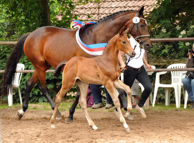 Trakehner Hengstfohlen von Saint Cyr u.d. Hanna v. Summertime u.d. Elitestute Helena v. Matador