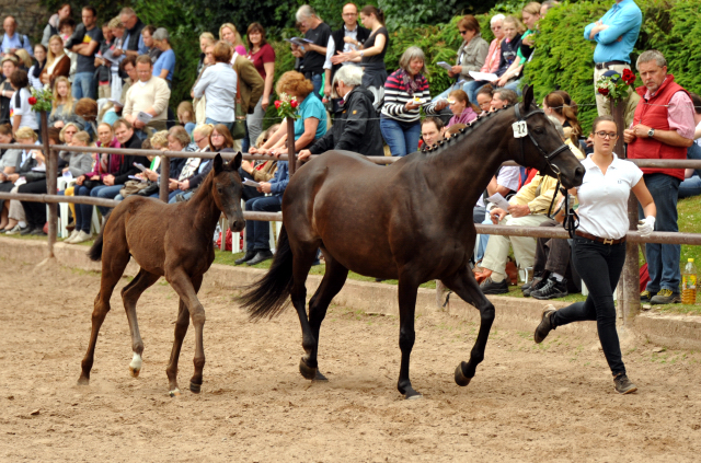Trakehner Stutfohlen von Come Close x Sapros, Foto: Beate Langels