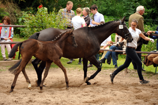 Trakehner Stutfohlen von Come Close x Sapros, Foto: Beate Langels