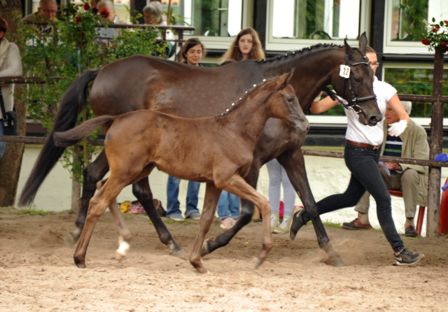 Trakehner Stutfohlen von Come Close x Sapros, Foto: Beate Langels