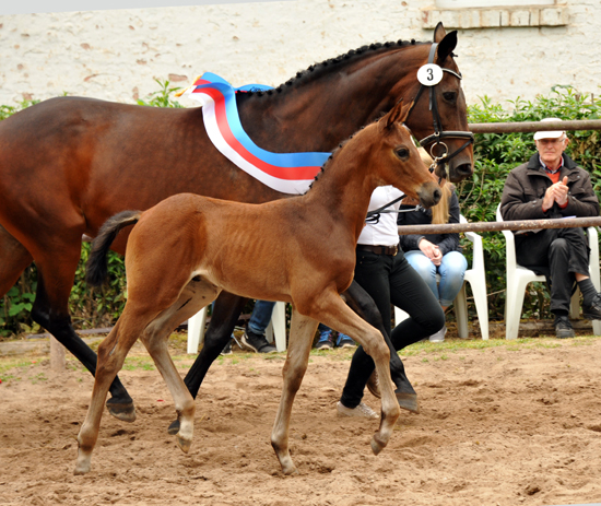 Trakehner Hengstfohlen von Saint Cyr u.d. Hanna v. Summertime u.d. Elitestute Helena v. Matador