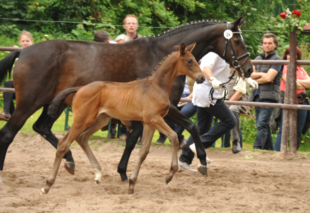 Trakehner Stutfohlen von Millenium u.d. Goltzburg v. Latimer u.d. Goldduca v. Anduc, Foto: Beate Langels
