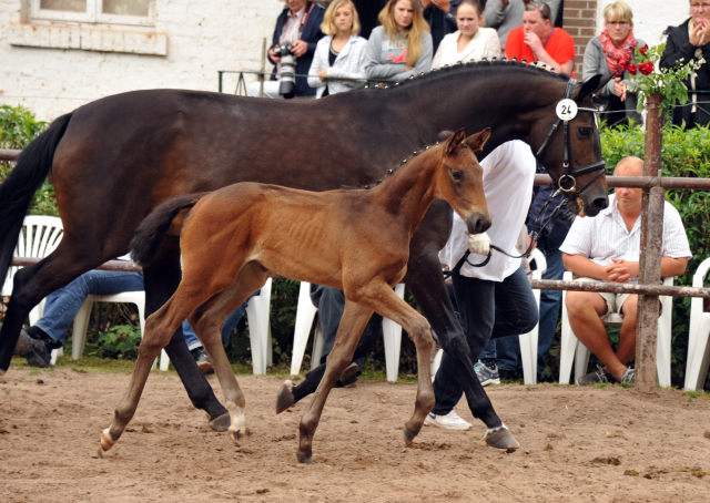 Trakehner Stutfohlen von Millenium u.d. Goltzburg v. Latimer u.d. Goldduca v. Anduc, Foto: Beate Langels