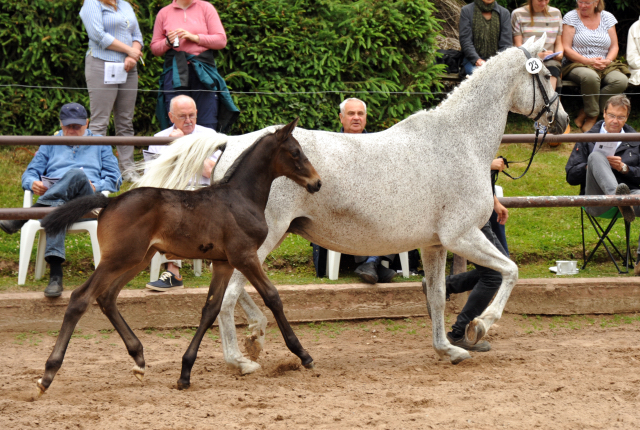 Trakehner Hengstfohlen von Hofrat u.d. Elitestute Heavenly v. Artistic Rock, Foto: Beate Langels