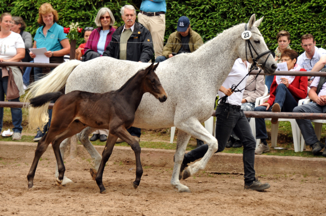 Trakehner Hengstfohlen von Hofrat u.d. Elitestute Heavenly v. Artistic Rock, Foto: Beate Langels