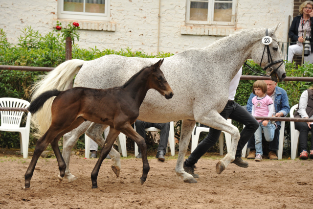 Trakehner Hengstfohlen von Hofrat u.d. Elitestute Heavenly v. Artistic Rock, Foto: Beate Langels