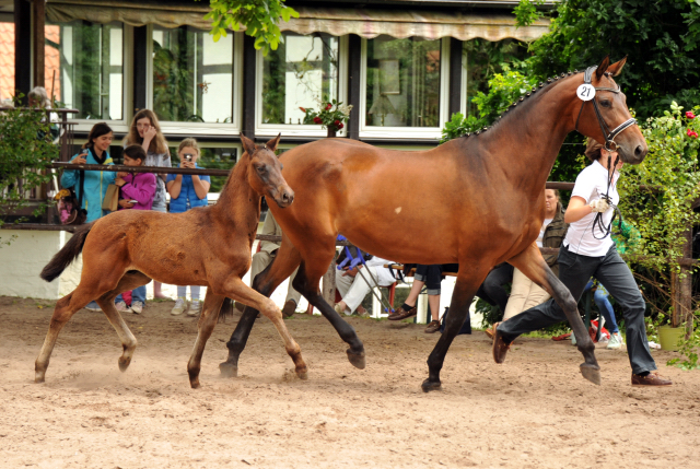 Trakehner Hengstfohlen Schwarzgold u.d. Pr.u.StPrSt. Konora v. Hofrat, Foto: Beate Langels