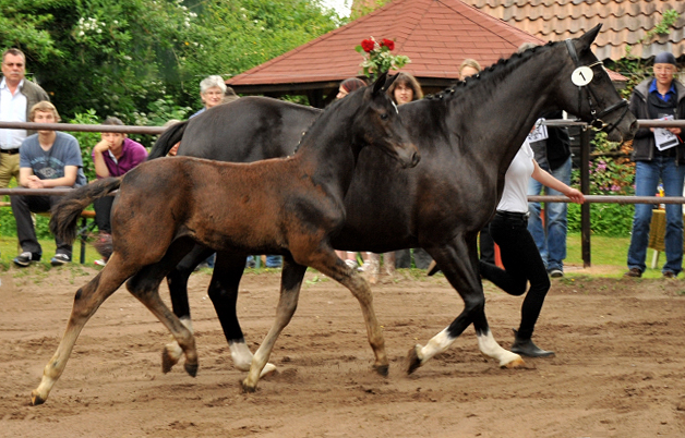 Trakehner Filly Gacyria by Saint Cyr out of Premiummare Greta Garbo by Alter Fritz, Gestt Hmelschenburg - Beate Langels