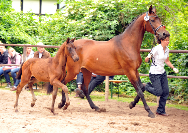 Trakehner Hengstfohlen Schwarzgold u.d. Pr.u.StPrSt. Konora v. Hofrat, Foto: Beate Langels