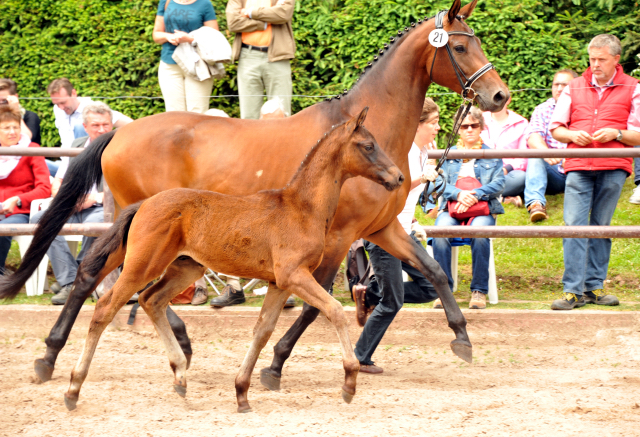 Trakehner Hengstfohlen Schwarzgold u.d. Pr.u.StPrSt. Konora v. Hofrat, Foto: Beate Langels