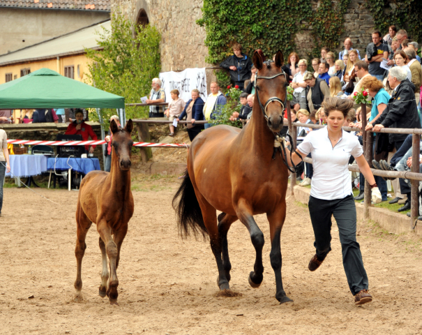 Trakehner Hengstfohlen Schwarzgold u.d. Pr.u.StPrSt. Konora v. Hofrat, Foto: Beate Langels