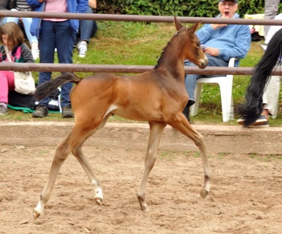 Trakehner Stutfohlen von Rheinklang u.d. Donauopal v. Patmos, Foto: Beate Langels