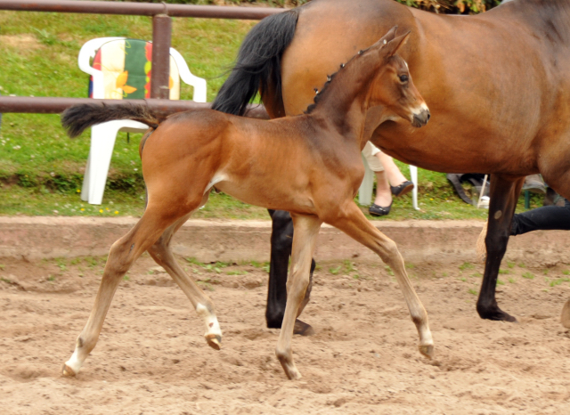 Trakehner Stutfohlen von Rheinklang u.d. Donauopal v. Patmos, Foto: Beate Langels