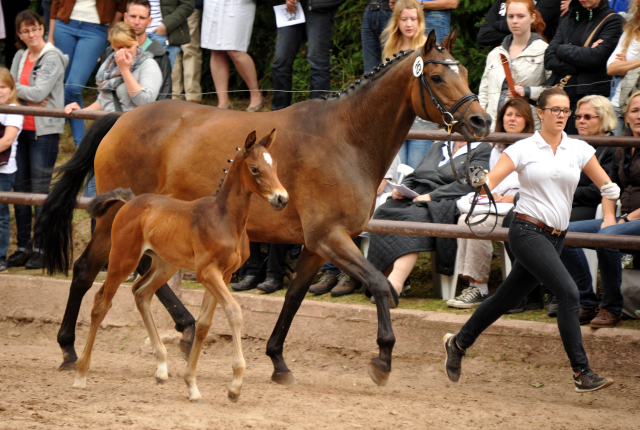 Trakehner Stutfohlen von Rheinklang u.d. Donauopal v. Patmos, Foto: Beate Langels
