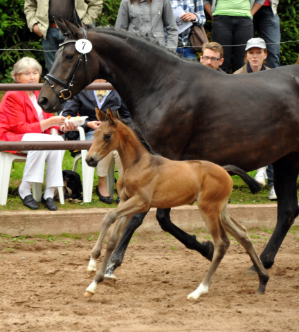 Trakehner Stutfohlen von Shavalou u.d. Pr.St. Pamina Diamond v. Axis, Foto: Beate Langels