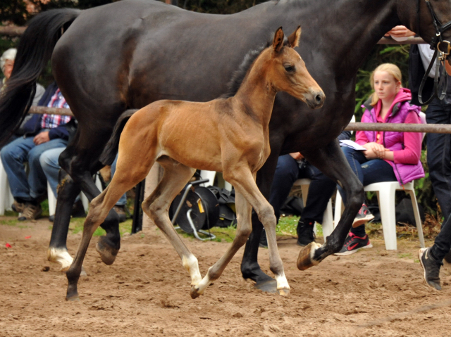 Trakehner Stutfohlen von Shavalou u.d. Pr.St. Pamina Diamond v. Axis, Foto: Beate Langels