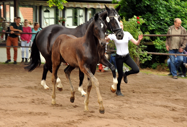 Trakehner Stutfohlen von Saint Cyr u.d. Greta Garbo v. Alter Fritz, Gestt Hmelschenburg - Beate Langels