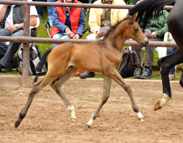Trakehner Stutfohlen von Shavalou u.d. Pr.St. Pamina Diamond v. Axis, Foto: Beate Langels