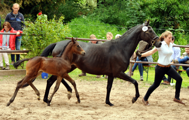 Trakehner Stutfohlen von Cara Admira v. Heraldik xx, Foto: Beate Langels