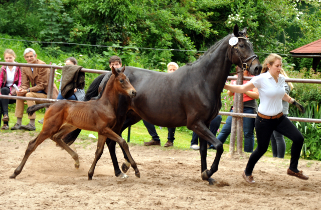Trakehner Stutfohlen von Cara Admira v. Heraldik xx, Foto: Beate Langels