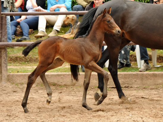Trakehner Stutfohlen von Cara Admira v. Heraldik xx, Foto: Beate Langels