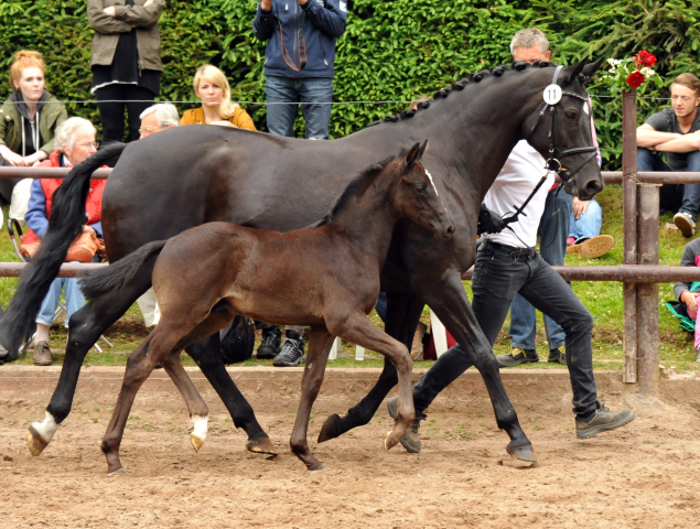 Hengstfohlen von Oliver Twist u.d. Sola Bast von Latimer x Kostolany
 - Foto: Beate Langels - Gestt Hmelschenburg