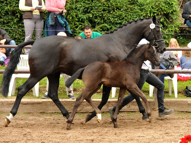 Hengstfohlen von Oliver Twist u.d. Sola Bast von Latimer x Kostolany
 - Foto: Beate Langels - Gestt Hmelschenburg
