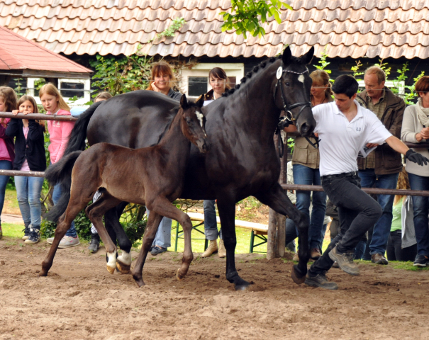 Hengstfohlen von Oliver Twist u.d. Sola Bast von Latimer x Kostolany
 - Foto: Beate Langels - Gestt Hmelschenburg
