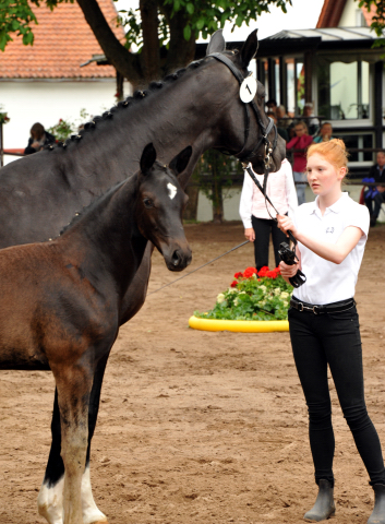 Trakehner Filly by Saint Cyr out of Premiummare Greta Garbo by Alter Fritz, Gestt Hmelschenburg - Beate Langels