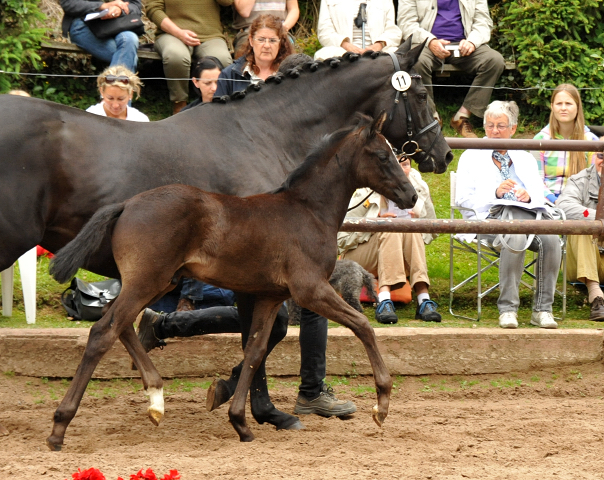 Hengstfohlen von Oliver Twist u.d. Sola Bast von Latimer x Kostolany
 - Foto: Beate Langels - Gestt Hmelschenburg