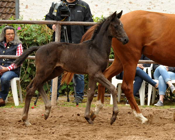 Hengstfohlen von Oliver Twist u.d. Persymona v. Symont
 - Foto: Beate - Gestt Hmelschenburg