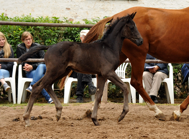 Hengstfohlen von Oliver Twist u.d. Persymona v. Symont
 - Foto: Beate - Gestt Hmelschenburg