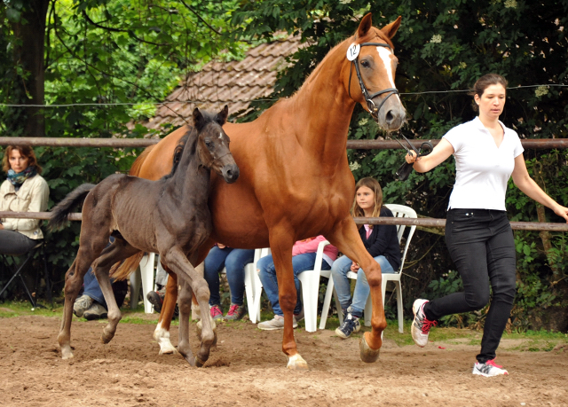 Hengstfohlen von Oliver Twist u.d. Persymona v. Symont
 - Foto: Beate - Gestt Hmelschenburg