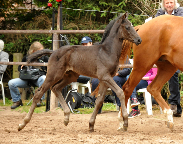 Hengstfohlen von Oliver Twist u.d. Persymona v. Symont
 - Foto: Beate - Gestt Hmelschenburg