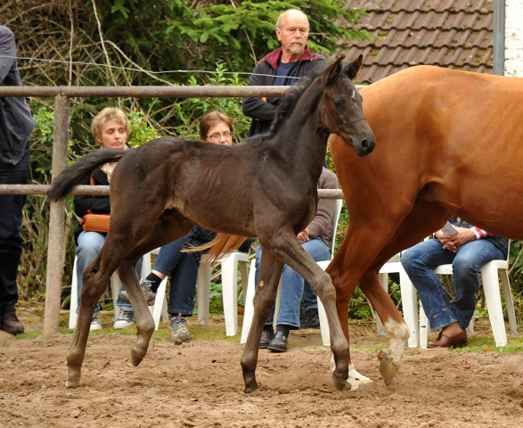 Hengstfohlen von Oliver Twist u.d. Persymona v. Symont
 - Foto: Beate - Gestt Hmelschenburg