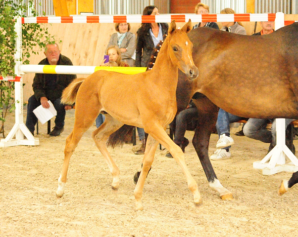 Trakehner Hengstfohlen von High Motion x Sapros, Foto: Dierks