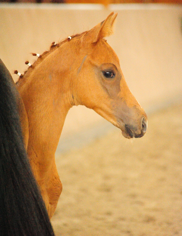 Trakehner Hengstfohlen von High Motion x Sapros, Foto: Dierks