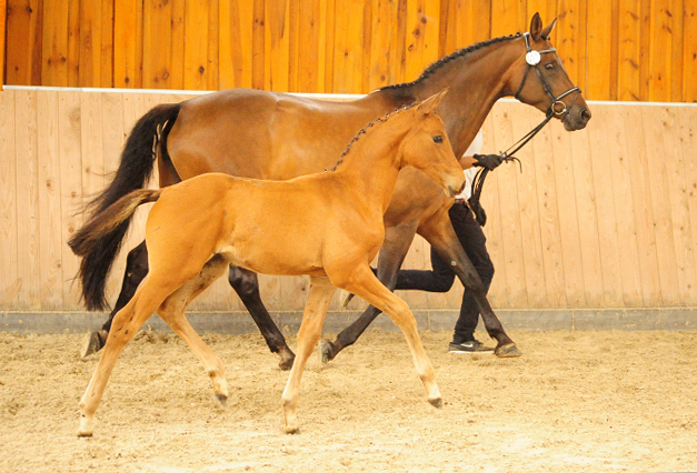 Trakehner Stutfohlen von High Motion , Foto: Beate Langels