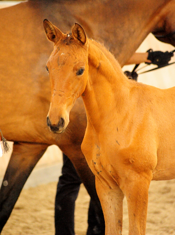 Trakehner Stutfohlen von High Motion , Foto: Beate Langels