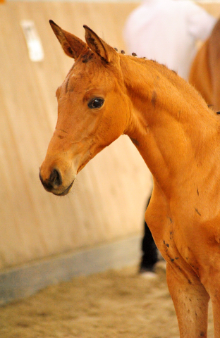 Trakehner Stutfohlen von High Motion , Foto: Beate Langels