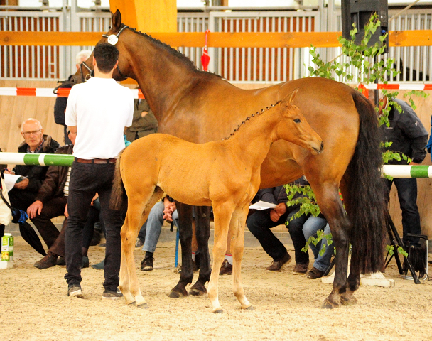 Trakehner Stutfohlen von High Motion , Foto: Beate Langels