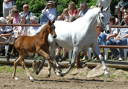 Premiummare Thalia by Exclusiv with her colt by Summertime