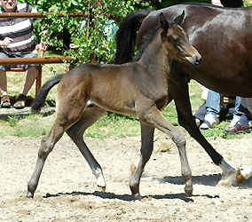 Trakehner Hengstfohle von Summertime u.d. Schwalbenflair v. Exclusiv, Foto: Gestt Hmelschenburg Beate Langels