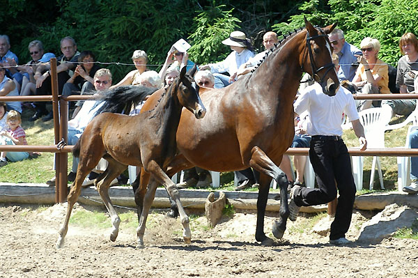 Guendalina by Red Patrick xx with her colt by Symont