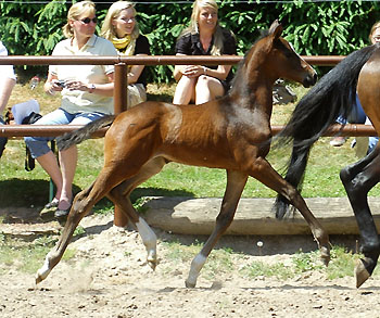 Siegerin der Fohlenschau in Hmelschenburg 2009: Trakehner Stutfohlen von Symont u.d. Rominten v. Manrico