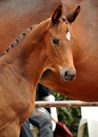 Trakehner Hengstfohlen von Saint Cyr u.d. Hanna v. Summertime u.d. Elitestute Helena v. Matador