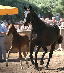 Vicenza with her filly by Exclusiv