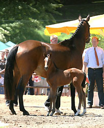 Gwendolyn with her filly by Exclusiv